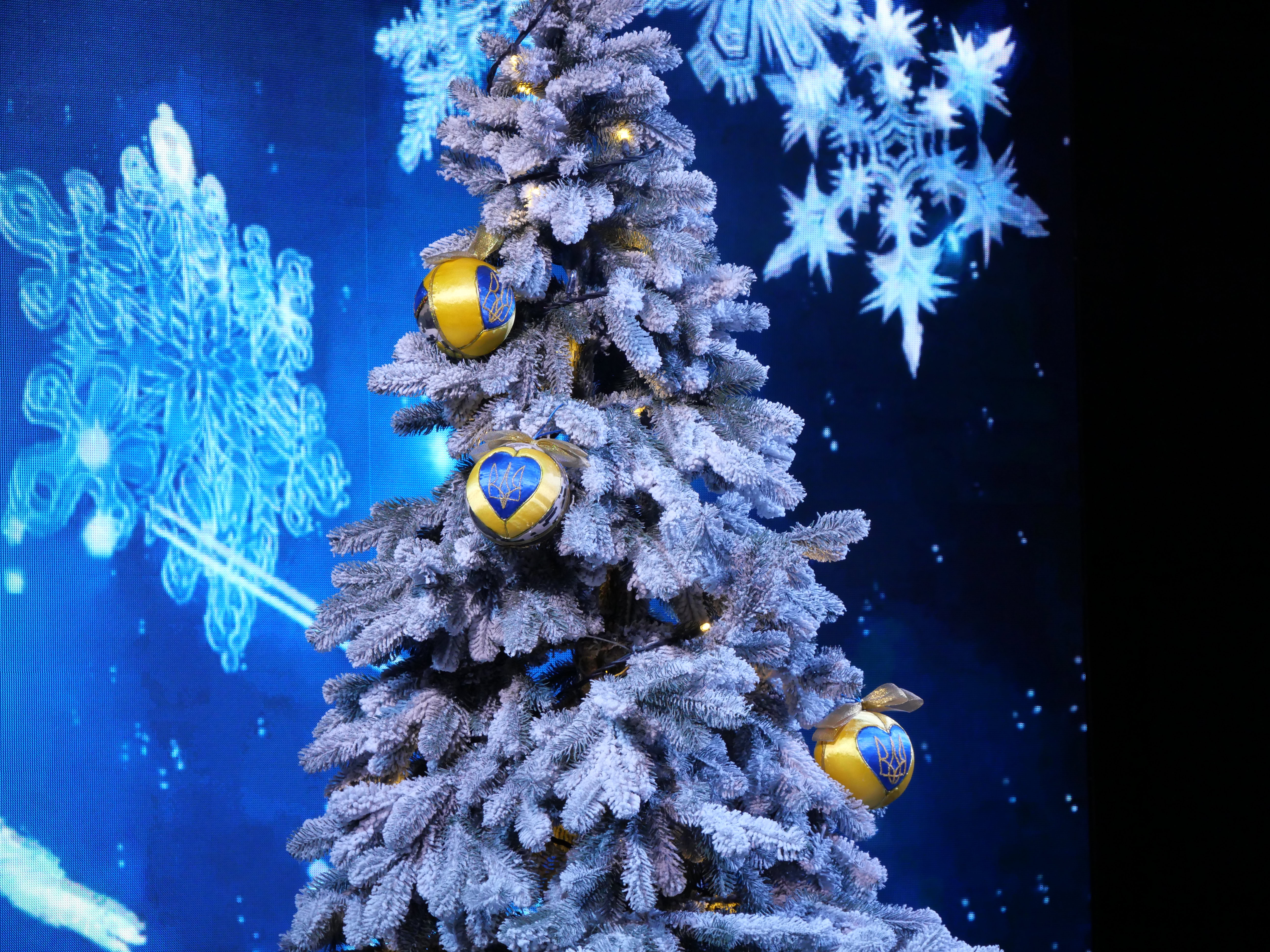 Незламна ялинка: в Запоріжжі презентували головний символ зимових свят – ФОТОРЕПОРТАЖ