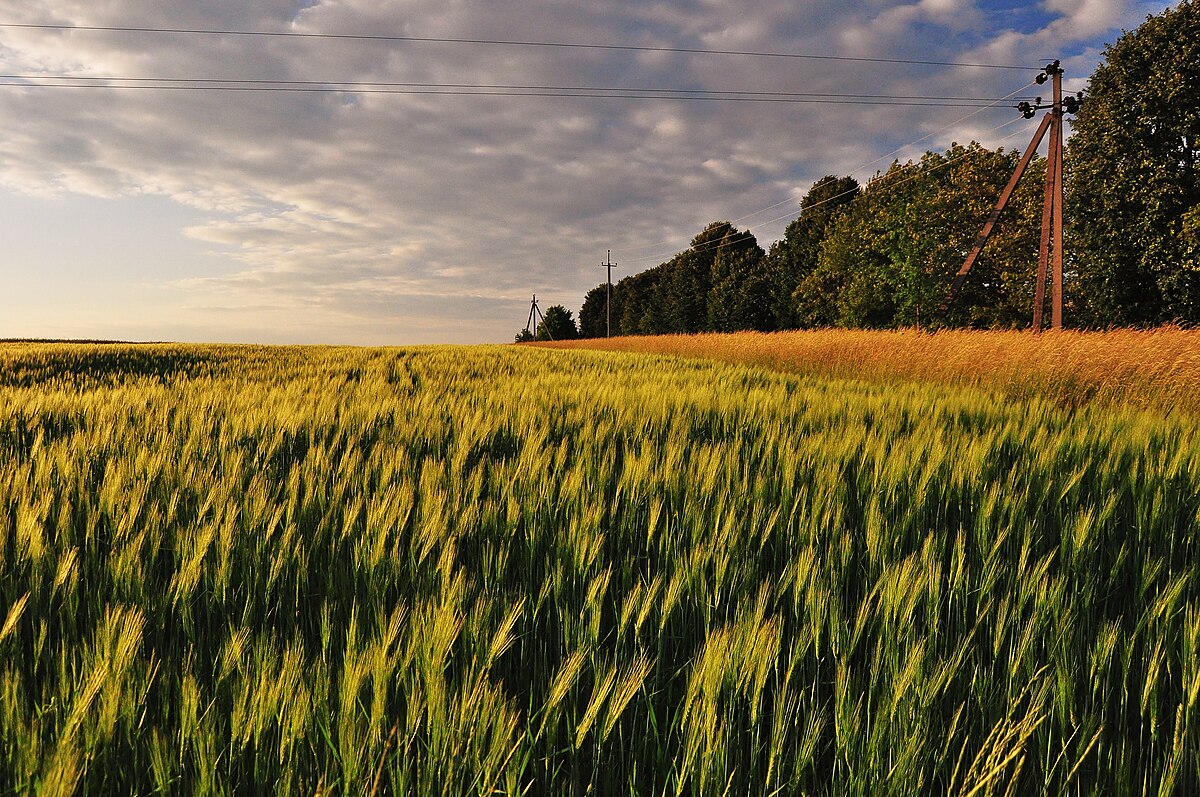 Винен чи не винен: справа з отриманням хабара начальником управління лісгоспом триває п’ятий рік