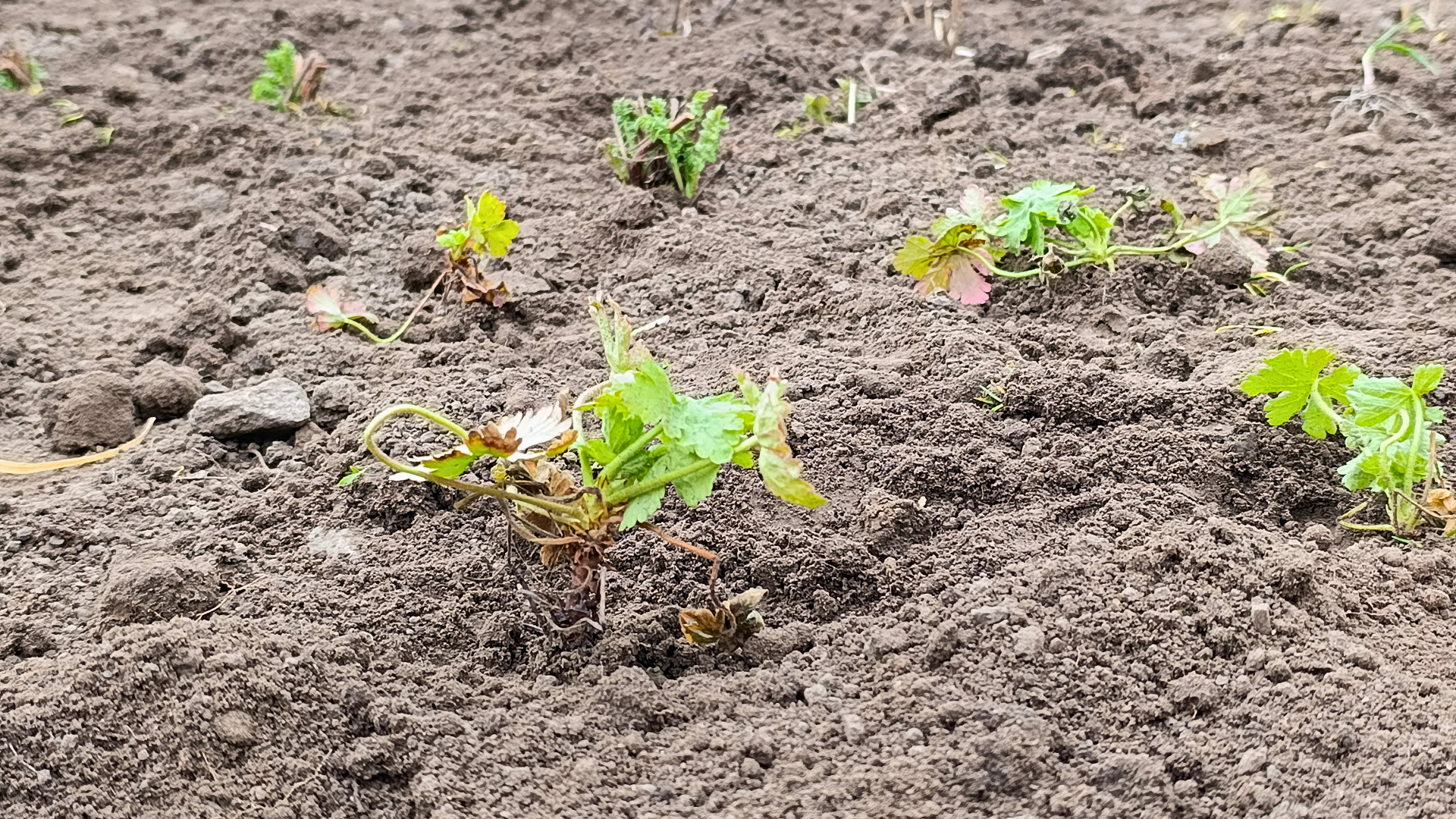 Як у Запоріжжі висаджують майбутнє: що таке «Хортицький город» і чому це важливо