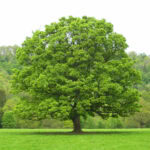 Запоріжжя готує Концепцію парків та скверів: головні проблеми зелених зон та їхнє ідеальне майбутнє