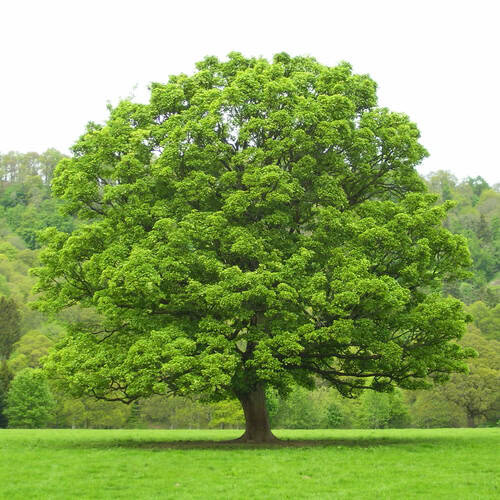 Запоріжжя готує Концепцію парків та скверів: головні проблеми зелених зон та їхнє ідеальне майбутнє