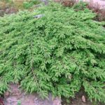 Запоріжжя готує Концепцію парків та скверів: головні проблеми зелених зон та їхнє ідеальне майбутнє