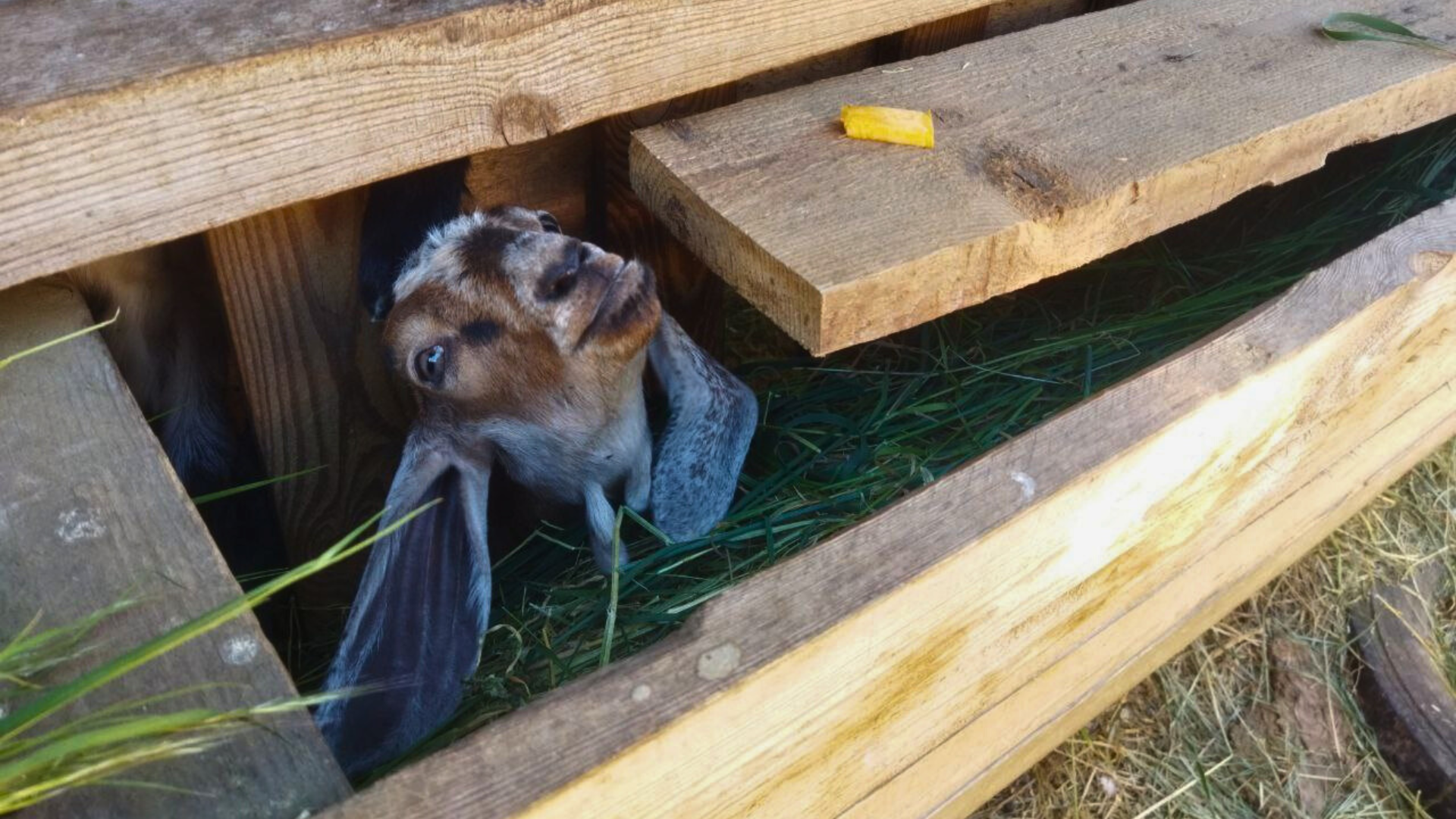 «Файна ферма» у межах міста: як бажання вилікувати онуку переросло у власну справу