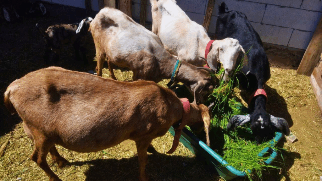 Англо-нубійські кози