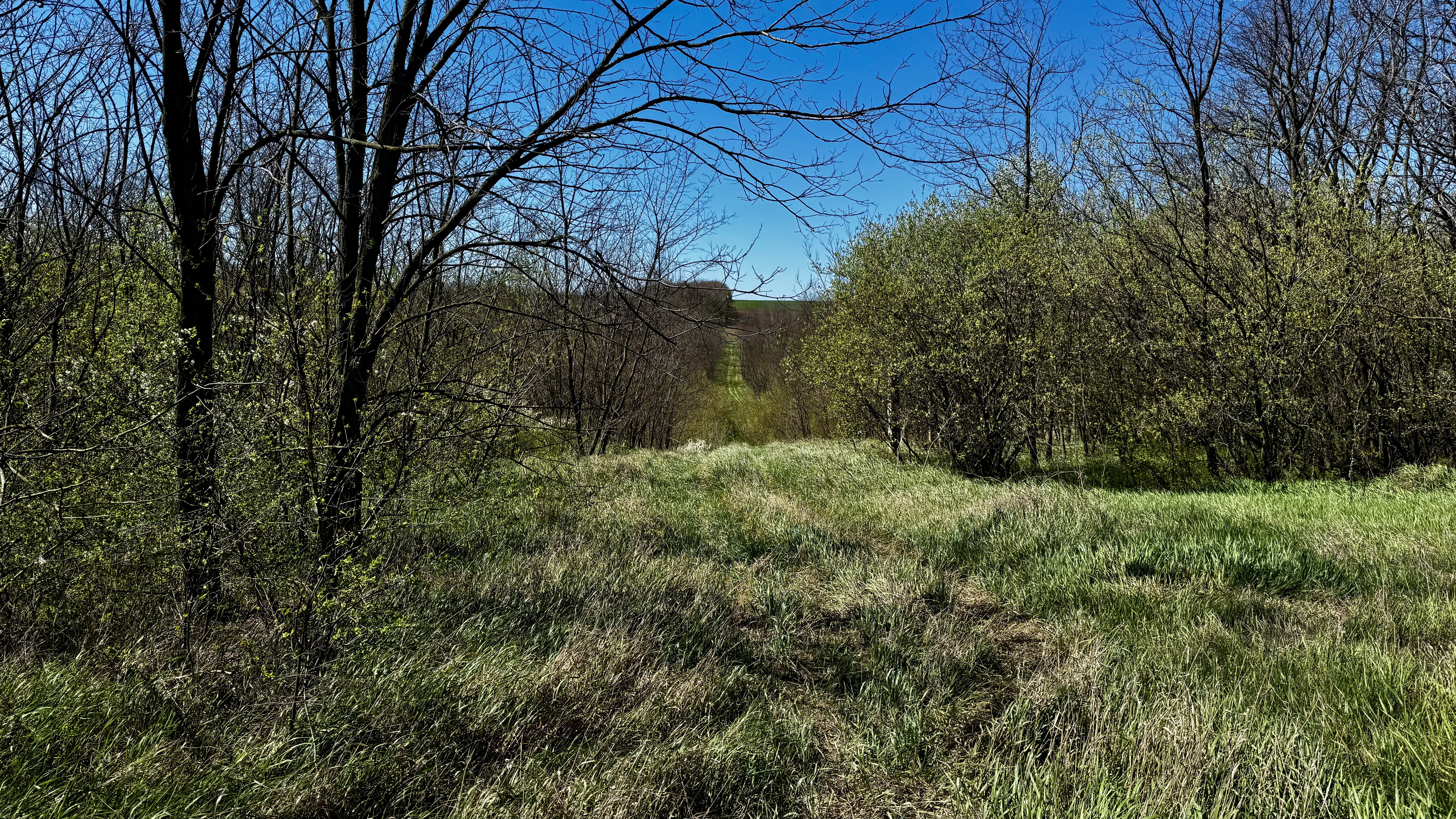 Недоторкана тиша: прогулянка Петро-Михайлівським лісом