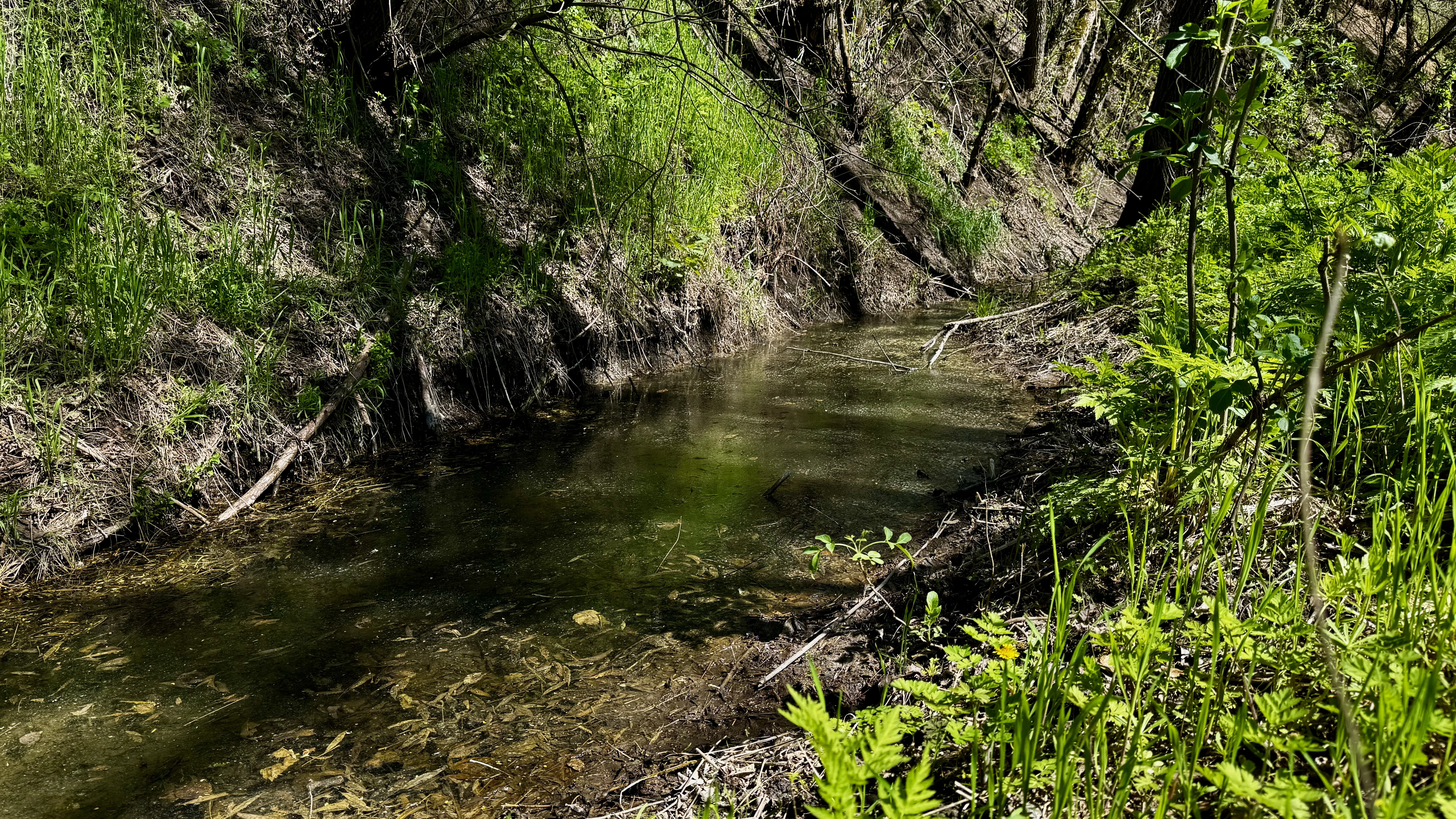 Недоторкана тиша: прогулянка Петро-Михайлівським лісом