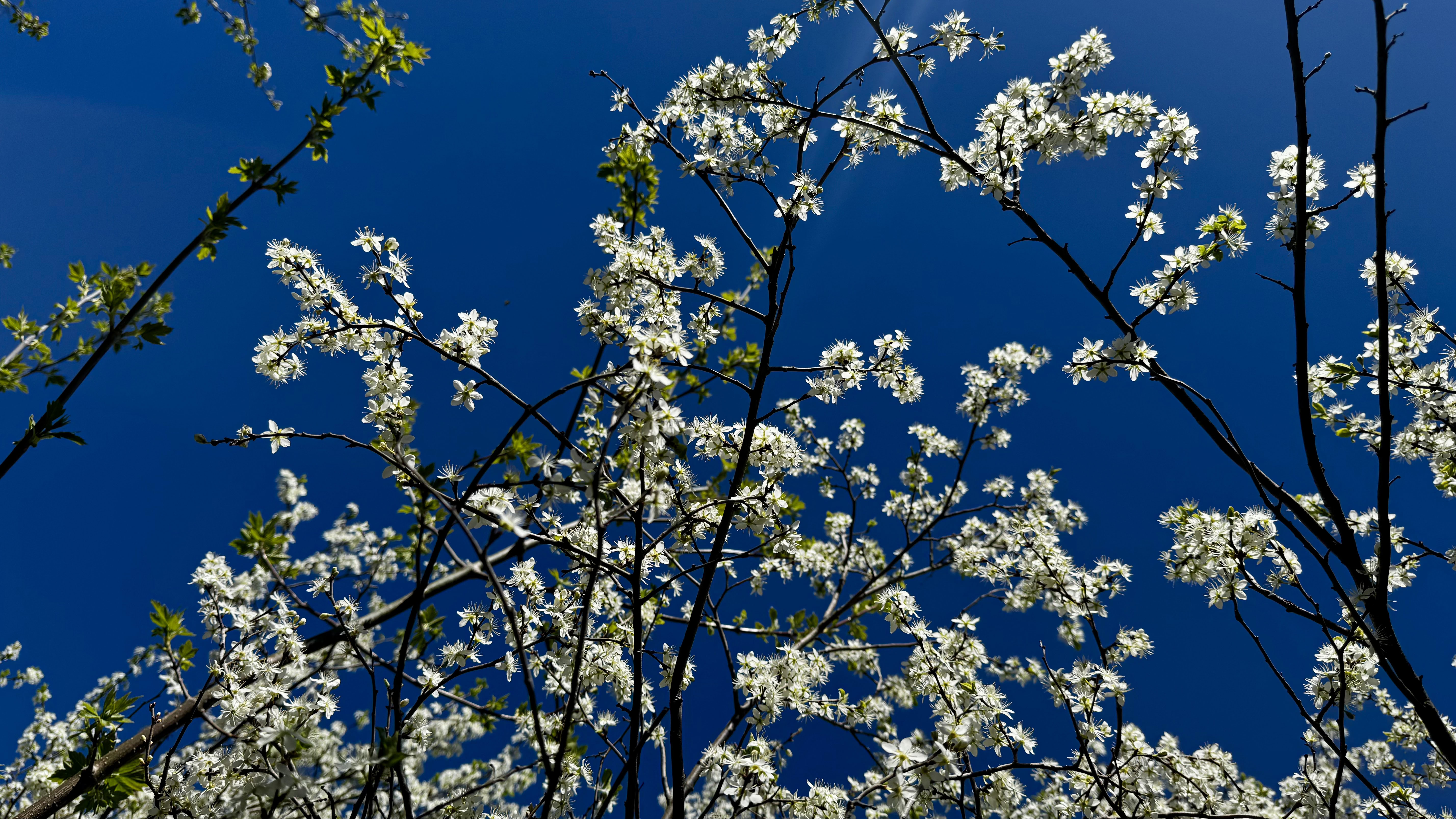 Недоторкана тиша: прогулянка Петро-Михайлівським лісом
