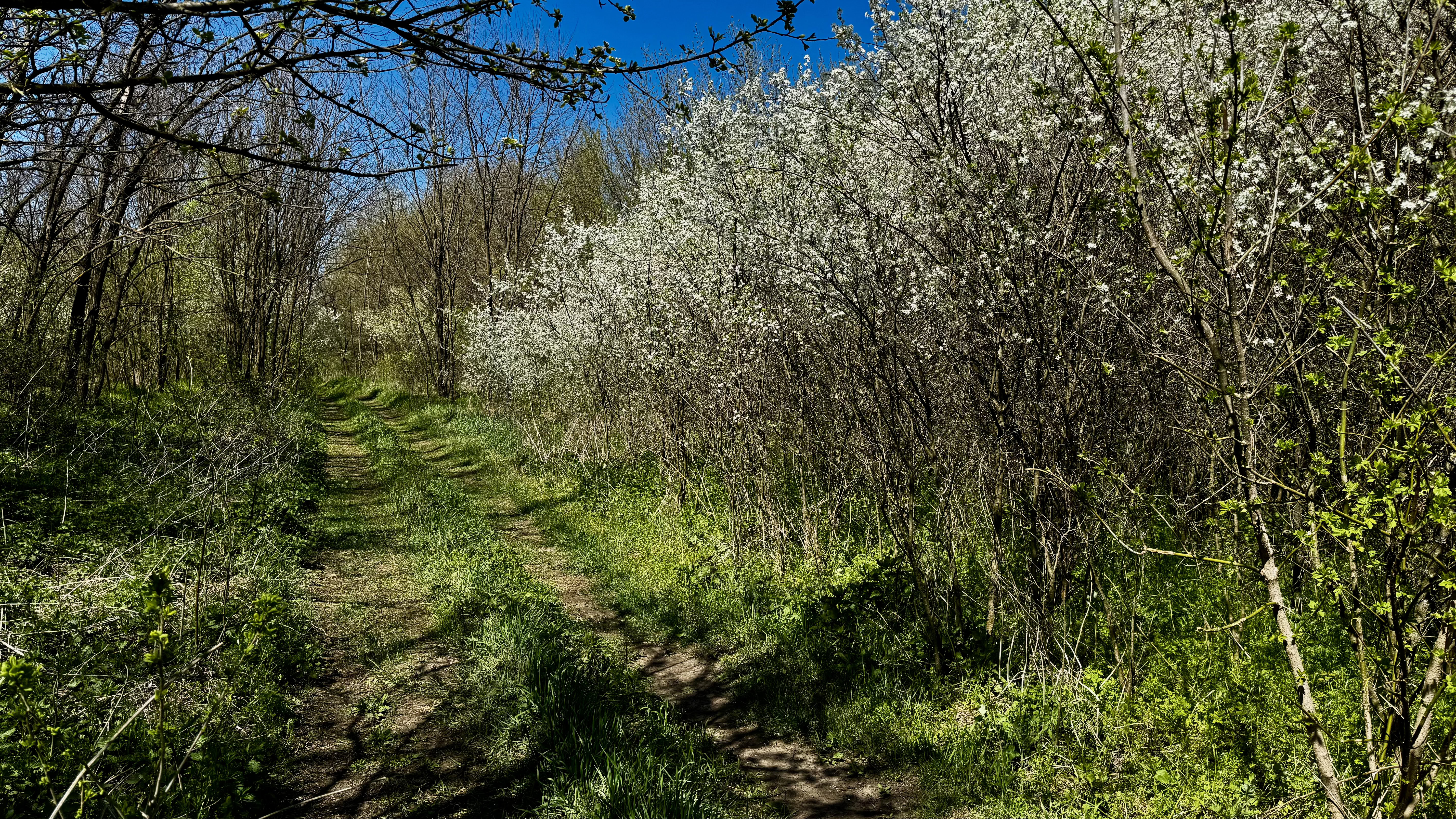 Недоторкана тиша: прогулянка Петро-Михайлівським лісом