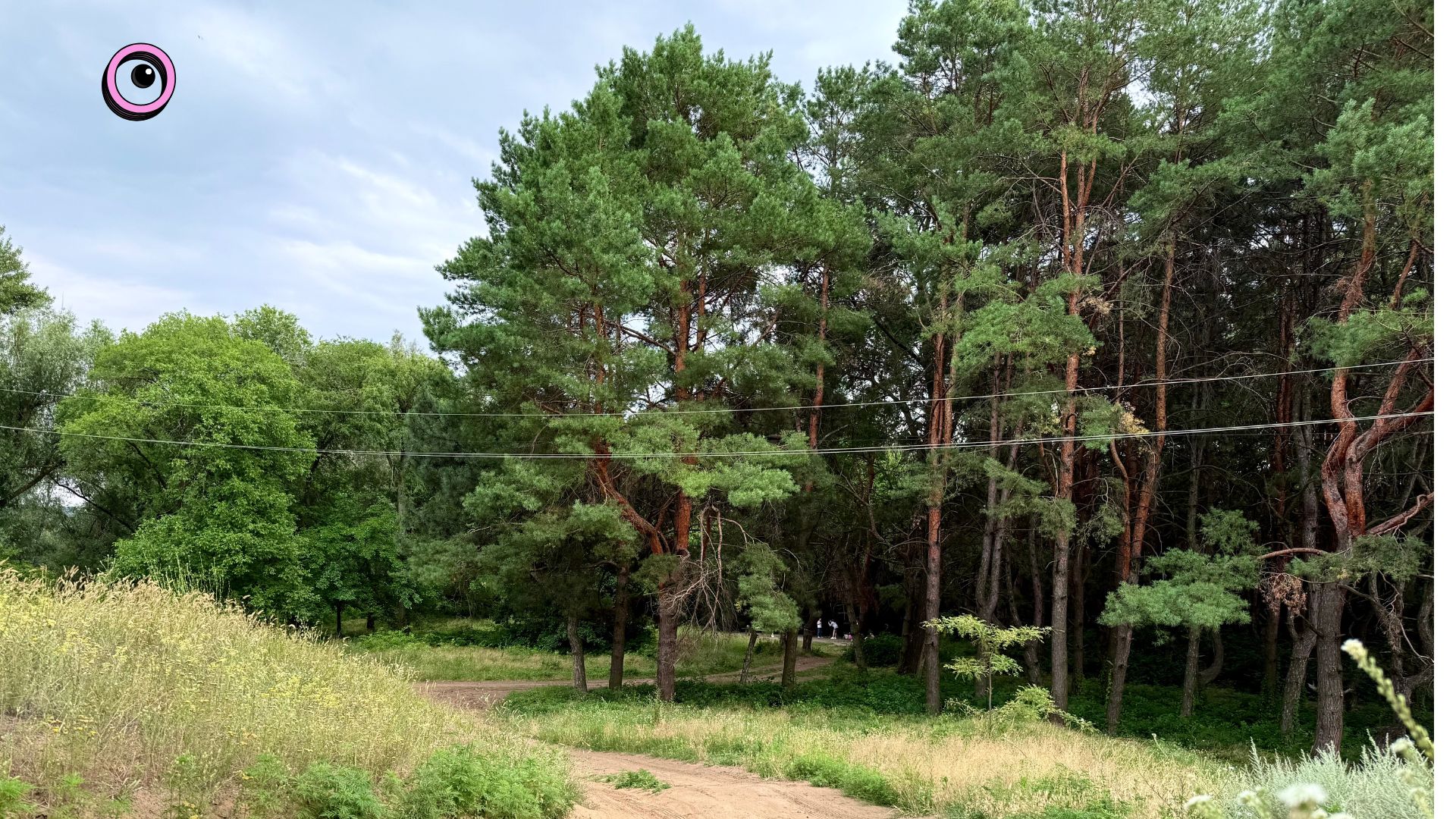 Частина в лісі – вже приватна: Чому запоріжці ризикують втратити шматок Соснового бору
