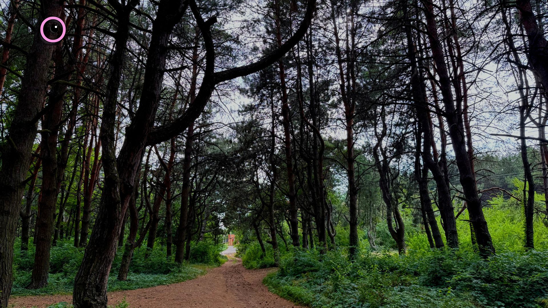 Частина в лісі – вже приватна: Чому запоріжці ризикують втратити шматок Соснового бору