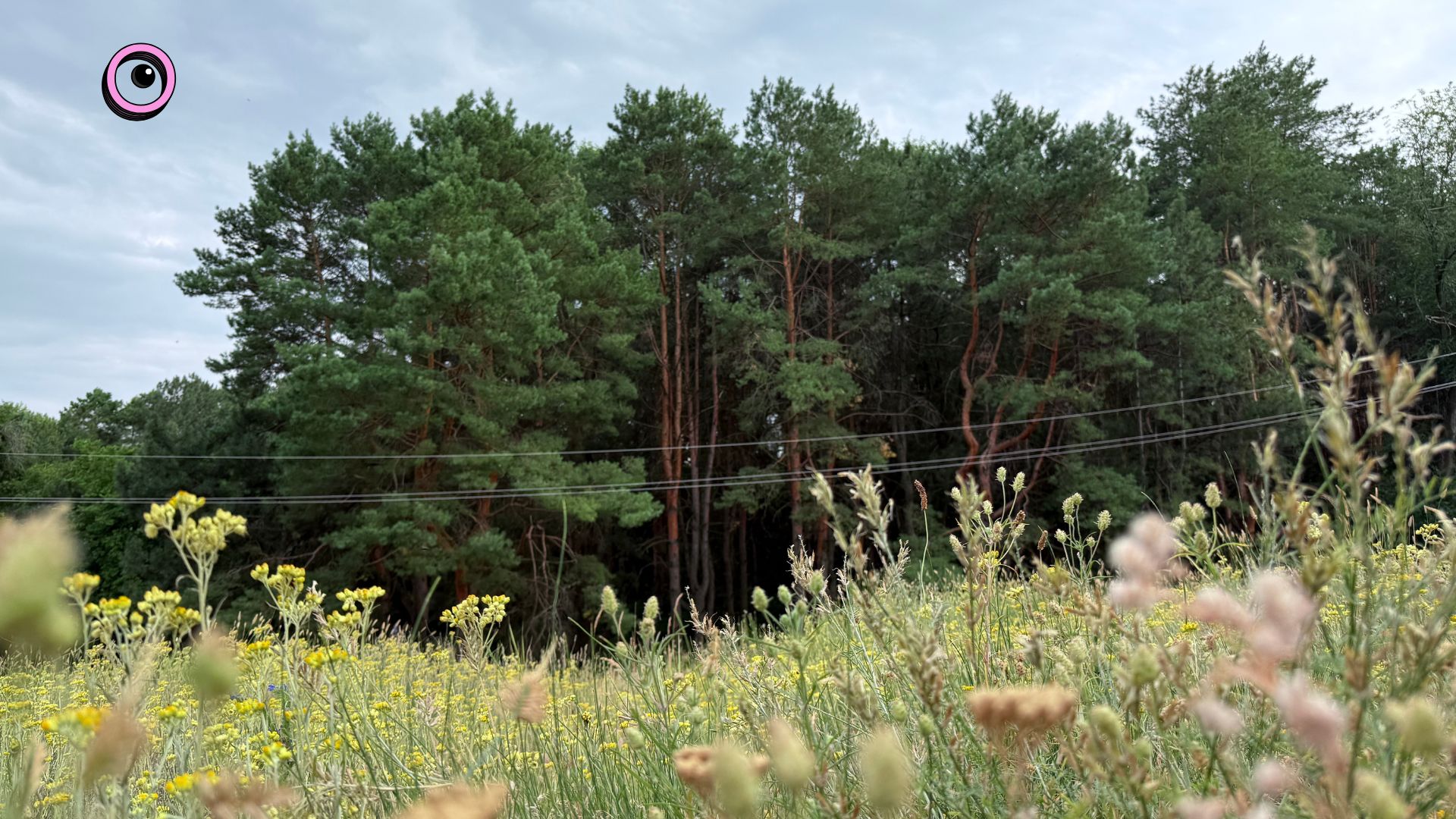 Частина в лісі – вже приватна: Чому запоріжці ризикують втратити шматок Соснового бору