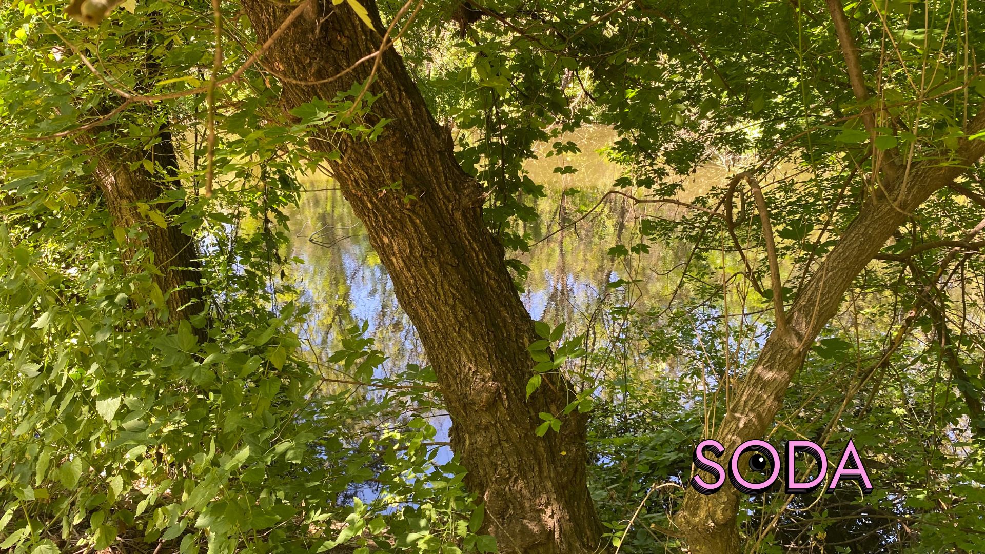 Каналізаційні стоки чи забруднена водойма на Павло-Кічкасі: що таїть в собі балка Маркусова