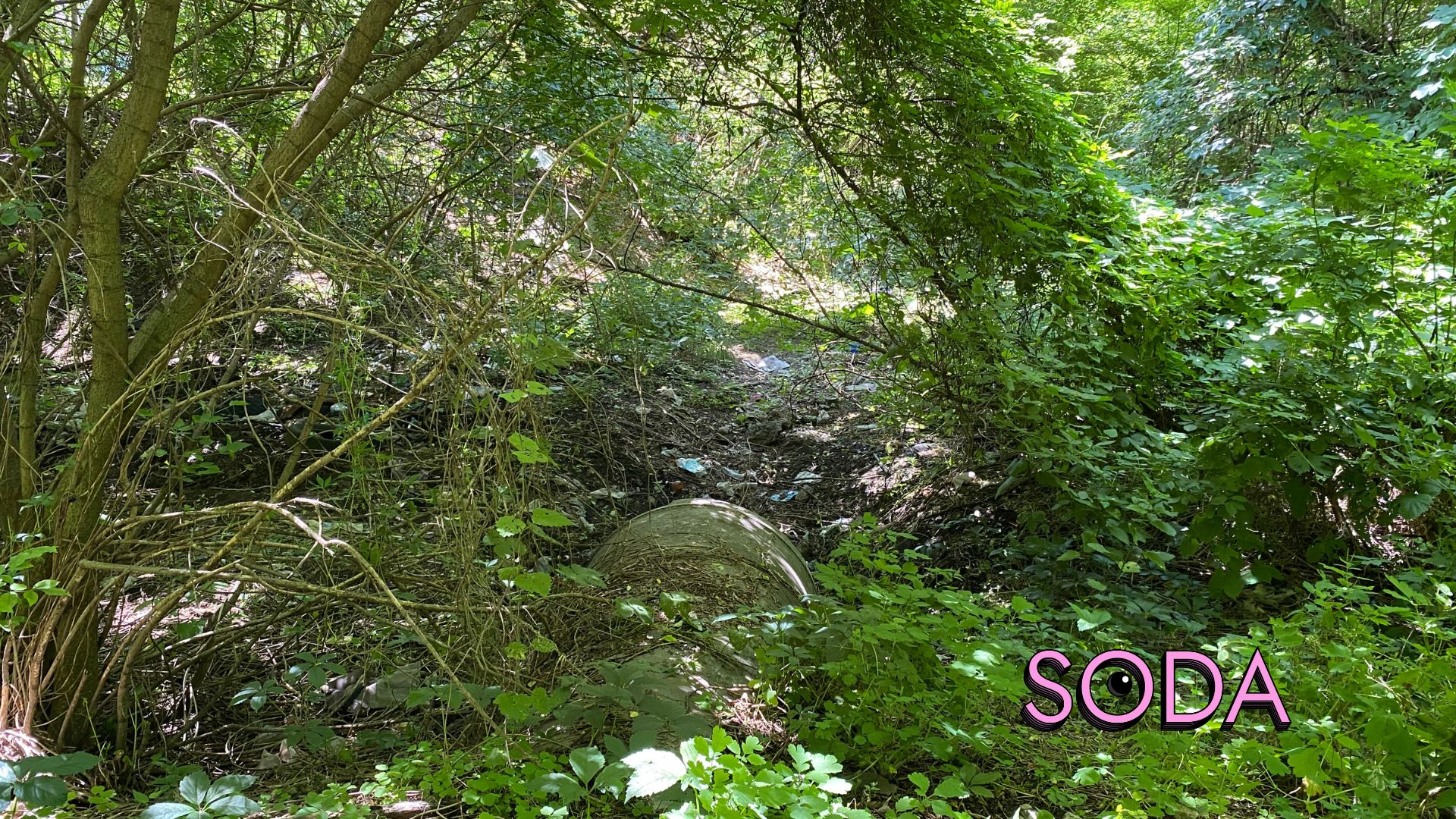 Каналізаційні стоки чи забруднена водойма на Павло-Кічкасі: що таїть в собі балка Маркусова