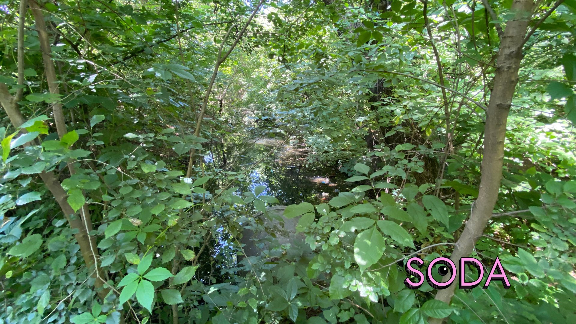 Каналізаційні стоки чи забруднена водойма на Павло-Кічкасі: що таїть в собі балка Маркусова