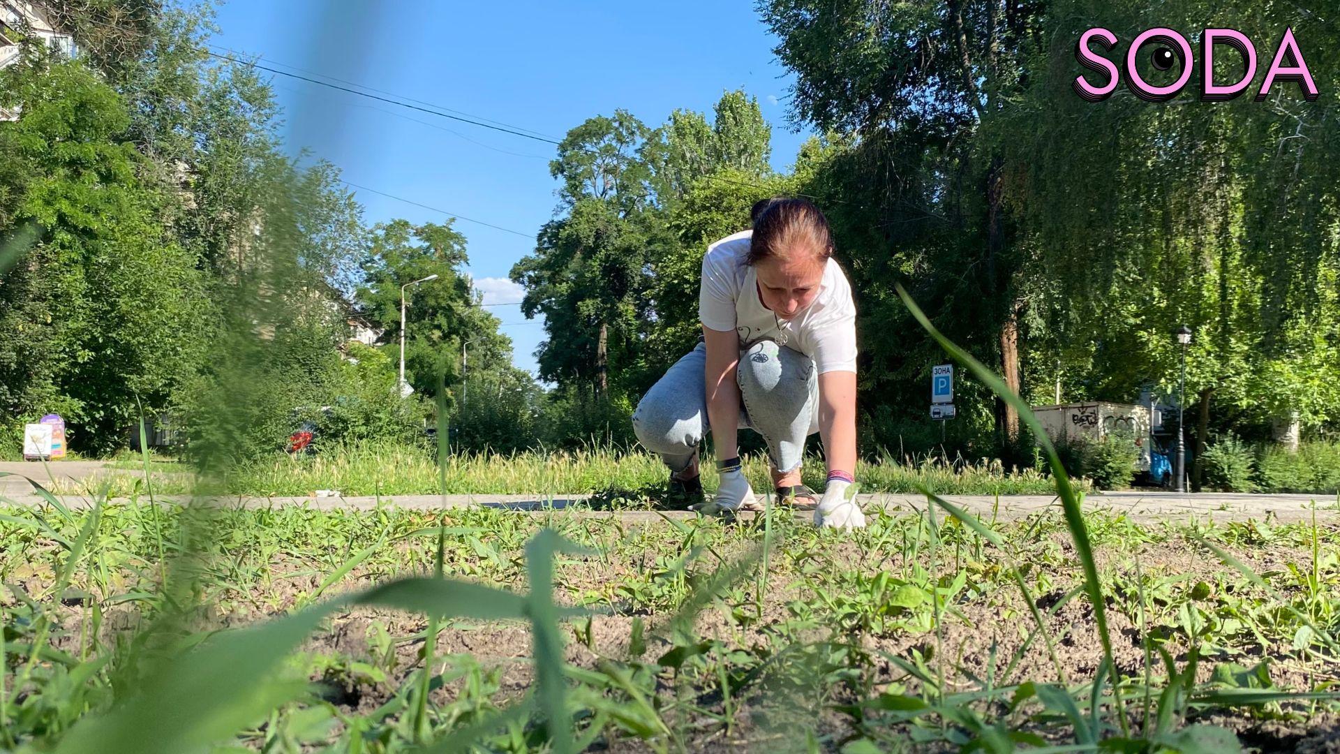 Різнотравʼя як альтернатива газонам: екоактивісти досліджують новий формат озеленення Запоріжжя