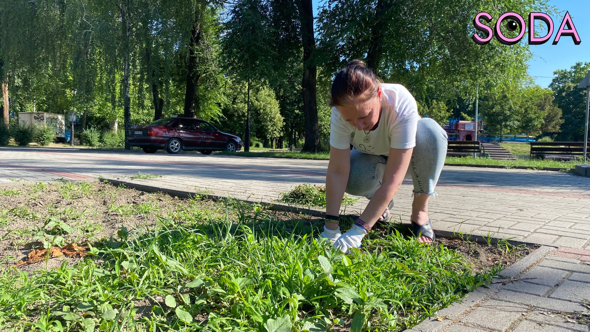Різнотравʼя як альтернатива газонам: екоактивісти досліджують новий формат озеленення Запоріжжя