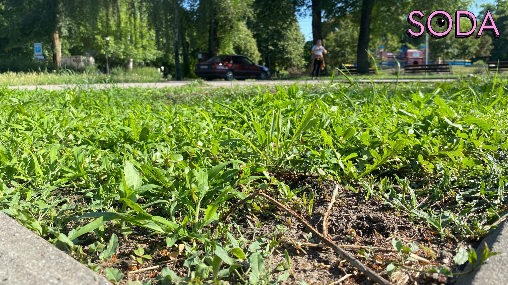 Різнотравʼя як альтернатива газонам: екоактивісти досліджують новий формат озеленення Запоріжжя