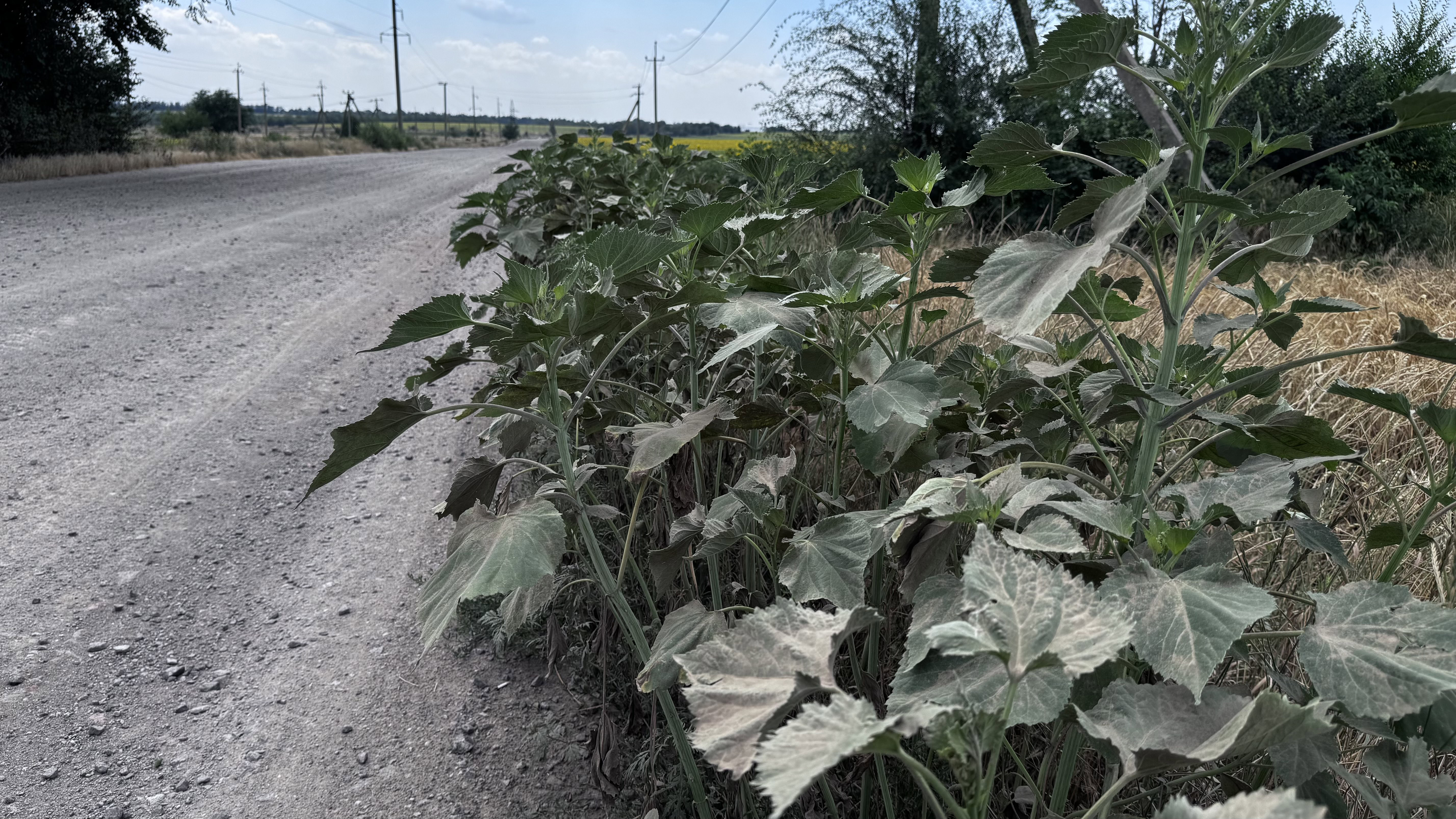 Пʼять мільйонів в пил: після ремонту дороги Тернувате – Косівцеве селяни їздять в об’їзд