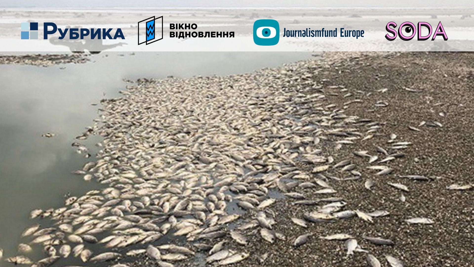 Мор риби, втрата рибного господарства та нерестових площ: як війна вплинула на запорізькі водойми