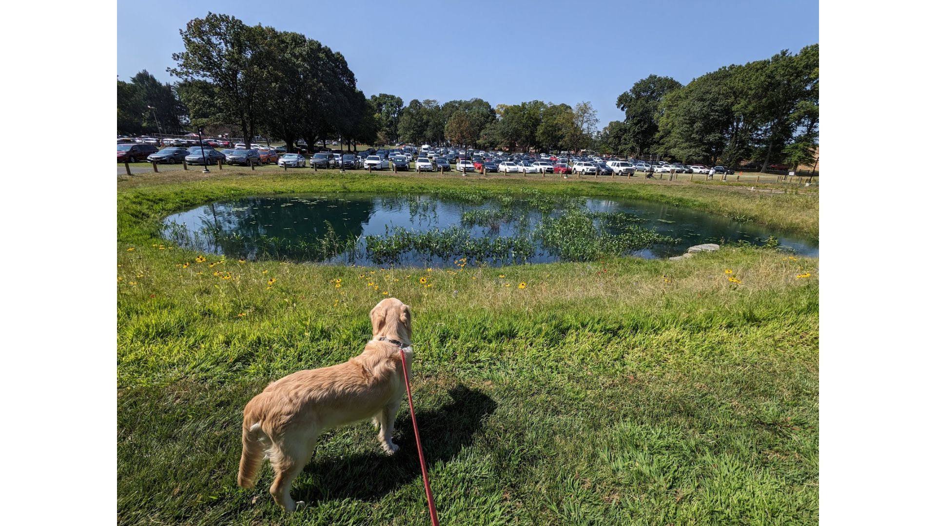 «10 хвилин пішки і ти в парку»: нове бачення зелених просторів міста