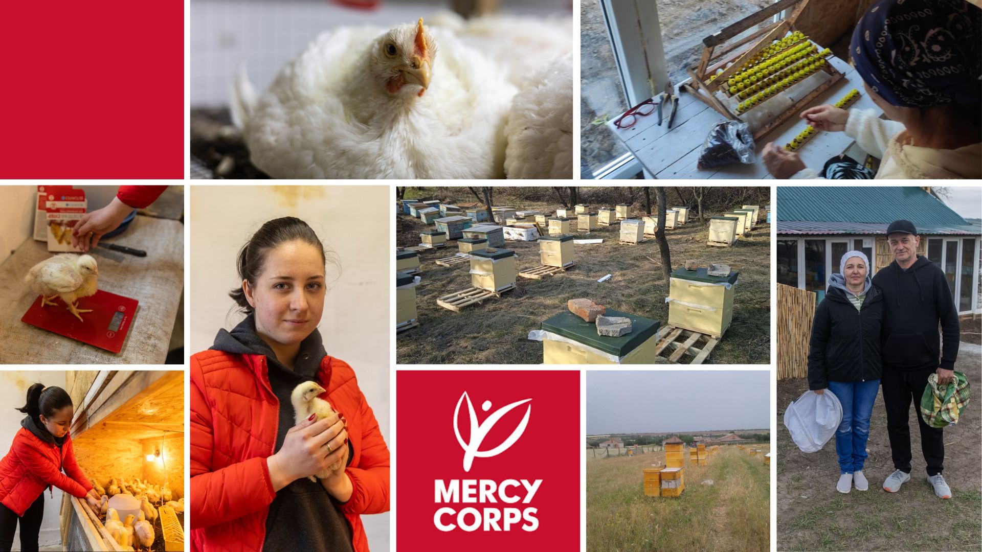 Другий шанс для справи життя: як запоріжці відновлюють фермерство з підтримкою Mercy Corps