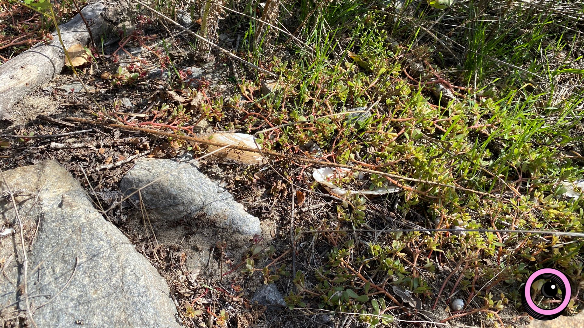 Річкова експедиція та «Палаюча Москва»: екоактивісти запрошують долучитися до «бузкового» берегоукріплення