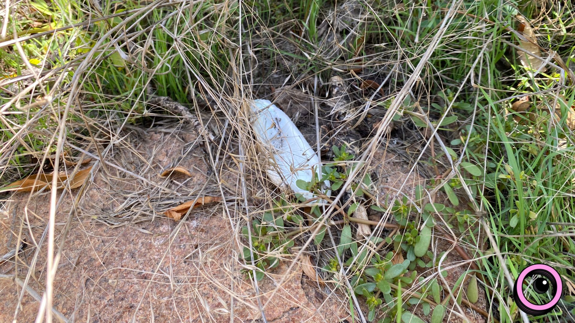 Річкова експедиція та «Палаюча Москва»: екоактивісти запрошують долучитися до «бузкового» берегоукріплення