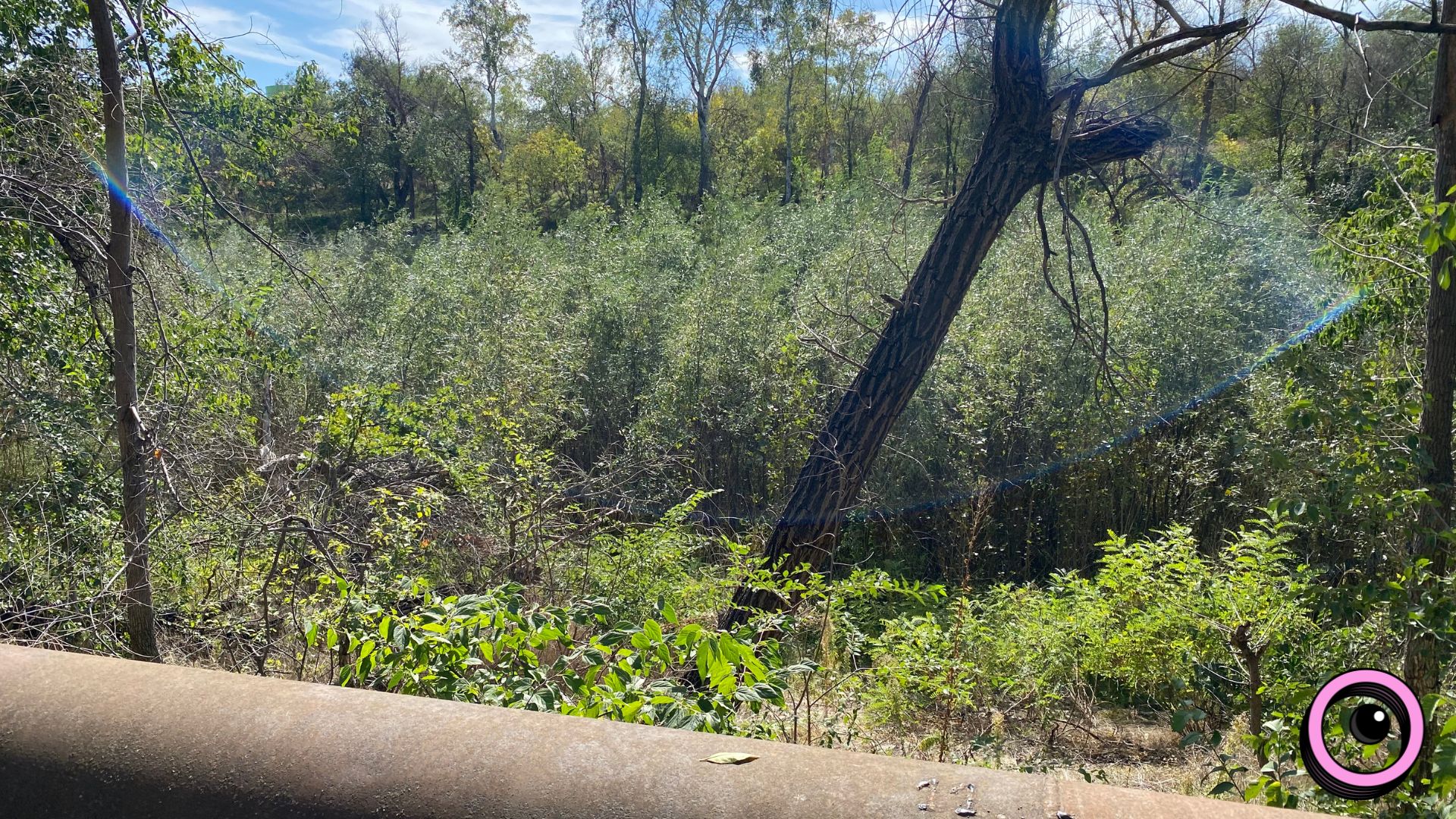 Річкова експедиція та «Палаюча Москва»: екоактивісти запрошують долучитися до «бузкового» берегоукріплення