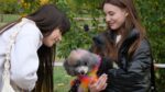 Тепло сердець і лап: у сквері Тарасова відбувся благодійний захід у підтримку притулку «Шанс»