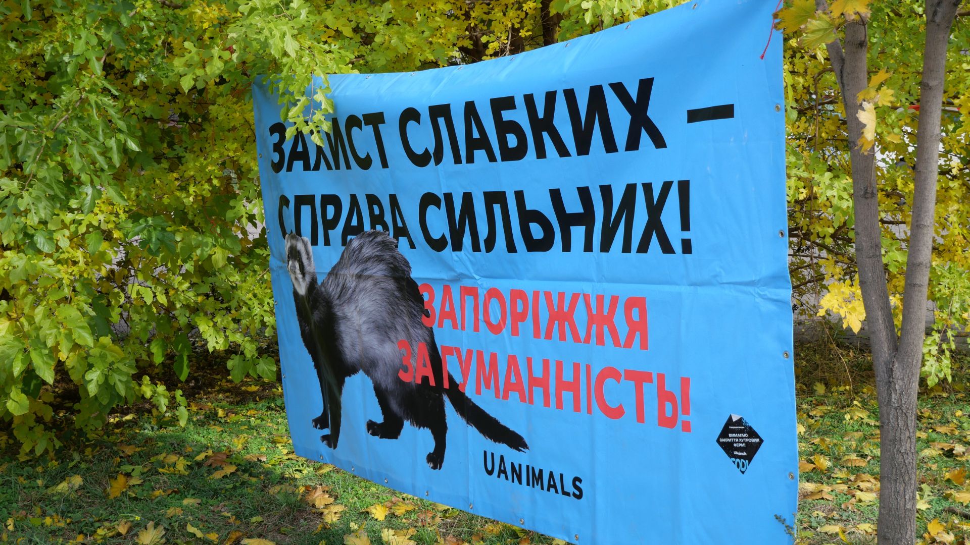 Тепло сердець і лап: у сквері Тарасова відбувся благодійний захід у підтримку притулку «Шанс»