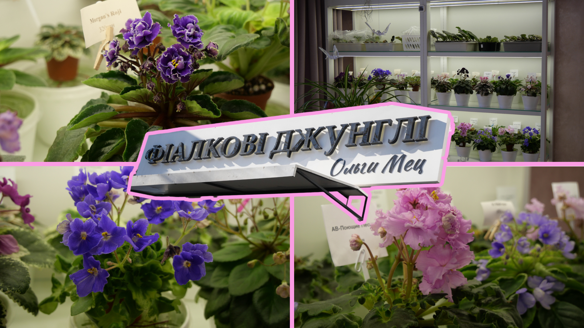 «Фіалкові джунглі»: як запоріжанка перетворила захоплення квітами на власну справу