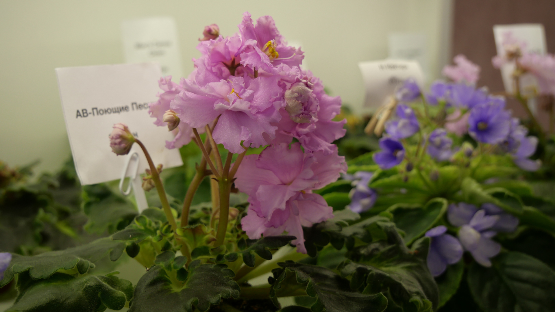 «Фіалкові джунглі»: як запоріжанка перетворила захоплення квітами на власну справу