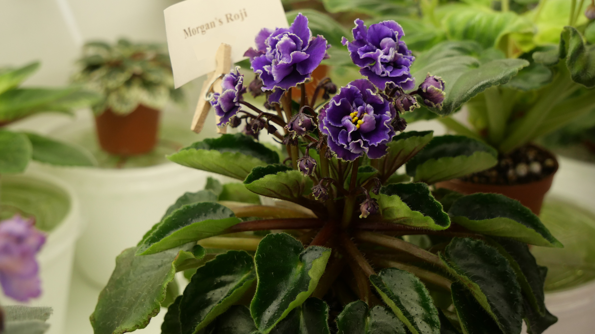 «Фіалкові джунглі»: як запоріжанка перетворила захоплення квітами на власну справу