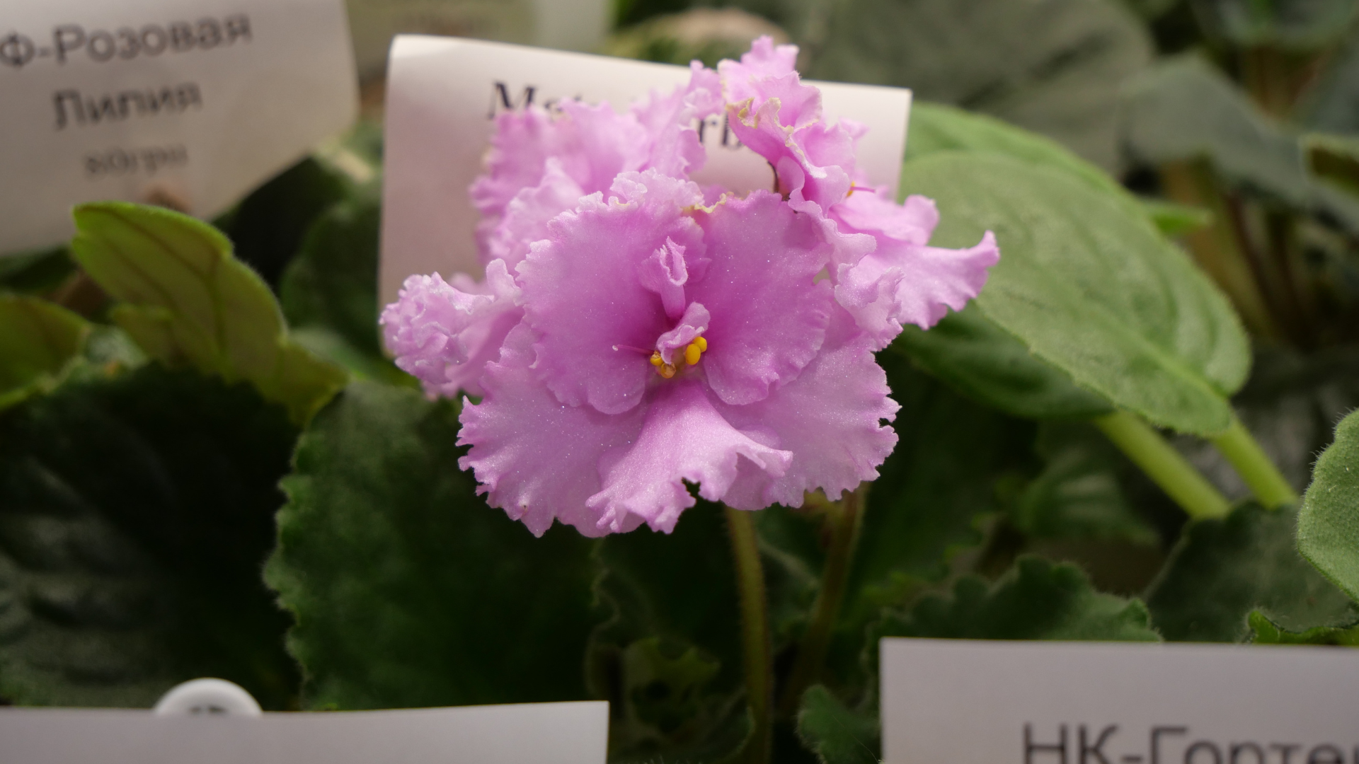 «Фіалкові джунглі»: як запоріжанка перетворила захоплення квітами на власну справу