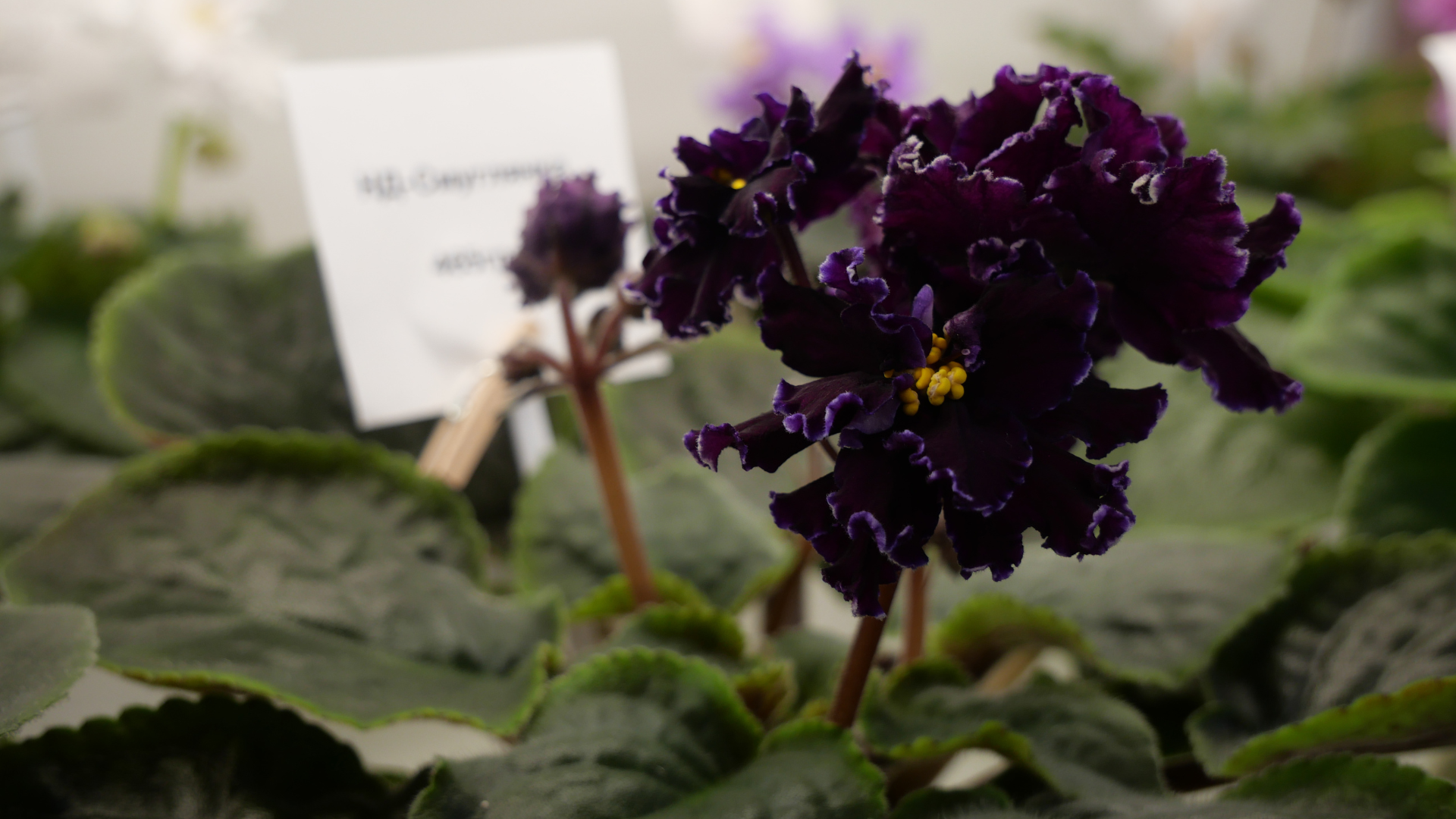 «Фіалкові джунглі»: як запоріжанка перетворила захоплення квітами на власну справу