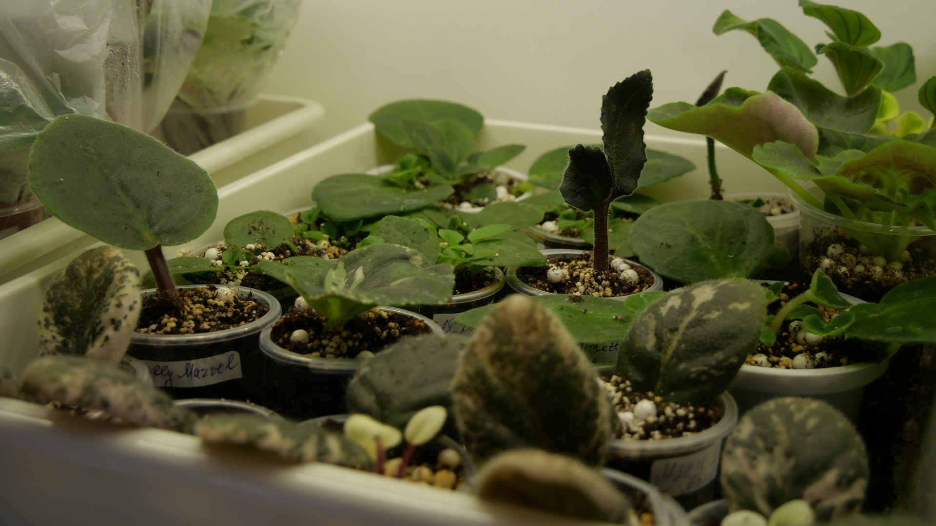 «Фіалкові джунглі»: як запоріжанка перетворила захоплення квітами на власну справу