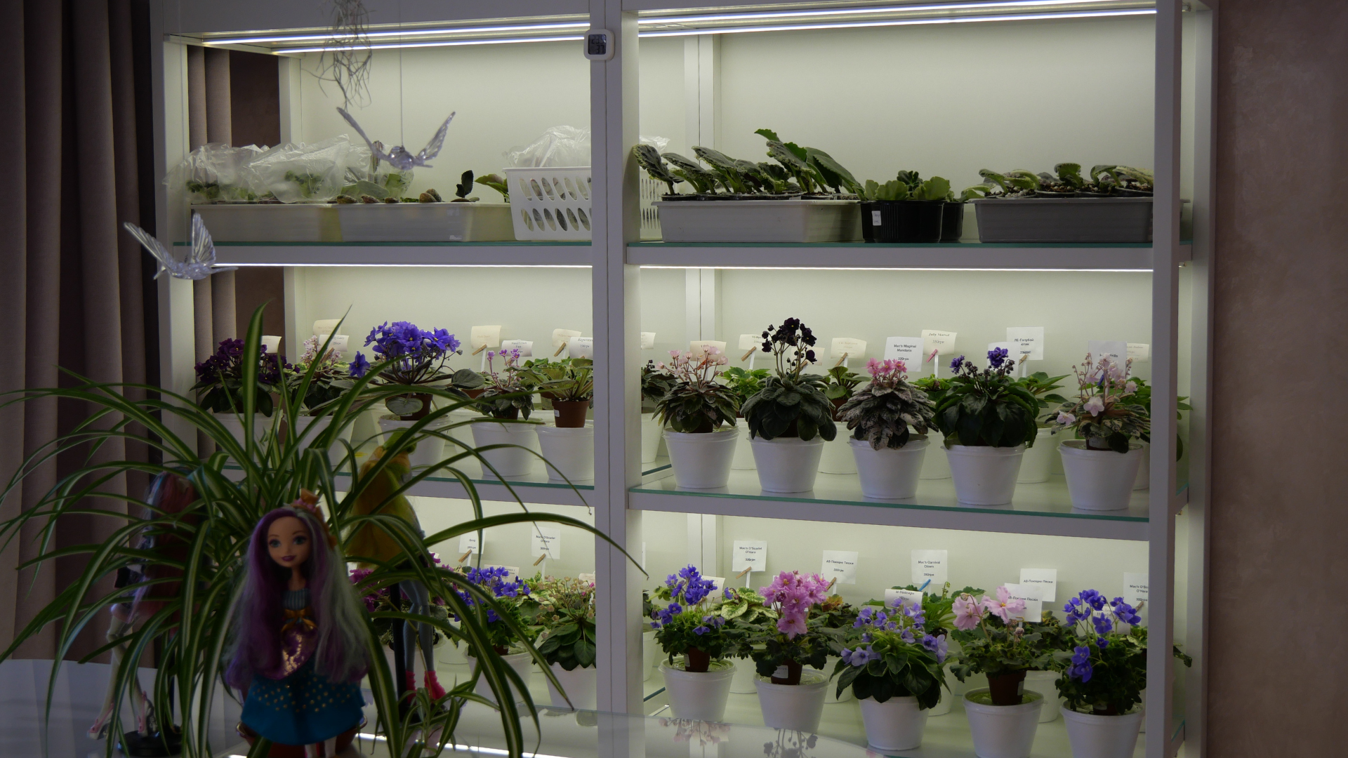 «Фіалкові джунглі»: як запоріжанка перетворила захоплення квітами на власну справу