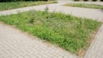 У парку Трудової слави вандали поцупили вказівники з експерементальних клумб «Екосенсу»