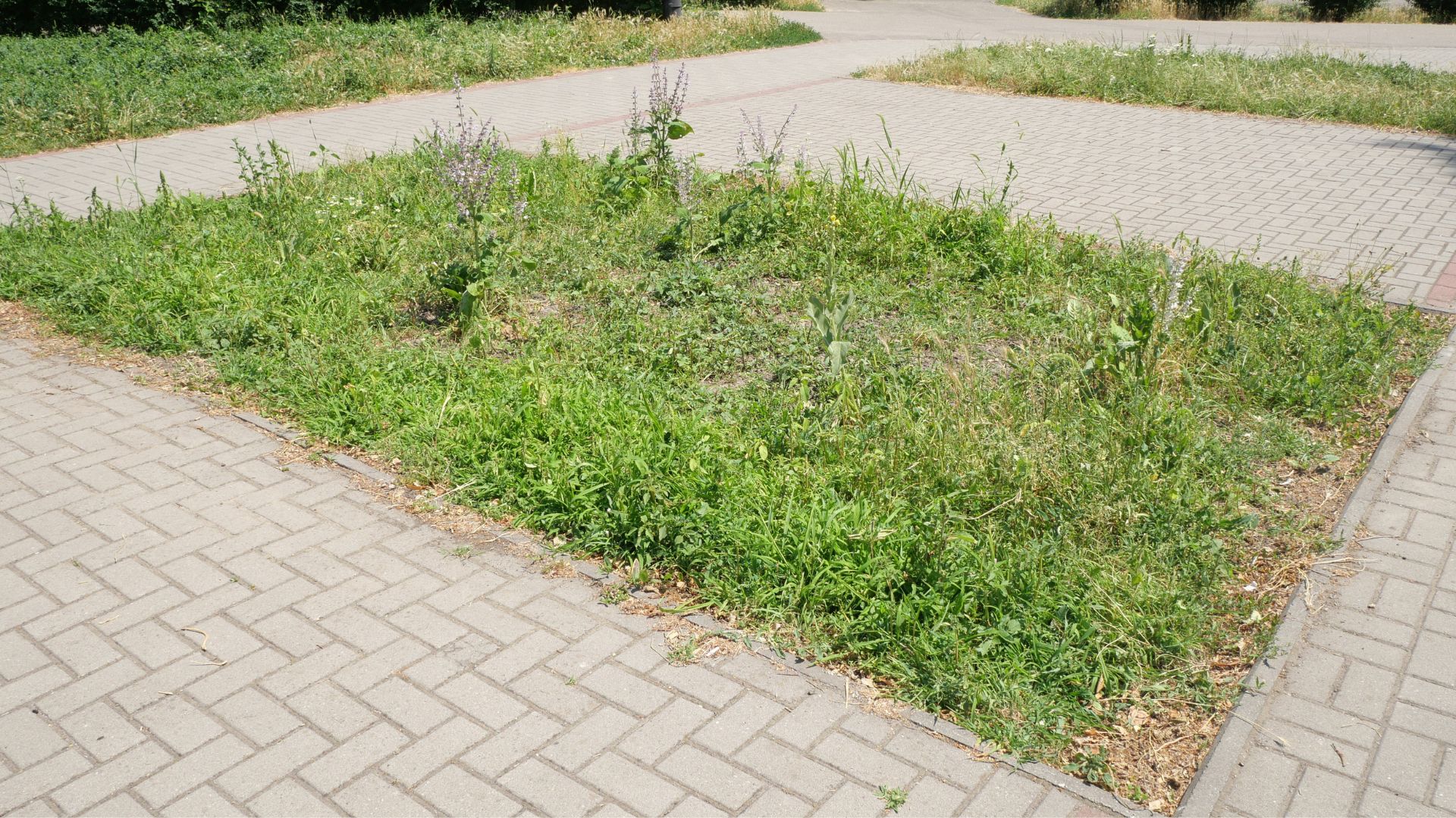 У парку Трудової слави вандали поцупили вказівники з експерементальних клумб «Екосенсу»