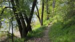 На папері є, в реальності — немає: яка ситуація з захисною смугою правого берега Дніпра в Запоріжжі