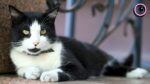 Муркотливі талісмани міста: історії запорізьких котиків