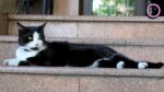 Муркотливі талісмани міста: історії запорізьких котиків