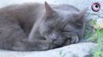 Муркотливі талісмани міста: історії запорізьких котиків