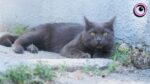 Муркотливі талісмани міста: історії запорізьких котиків