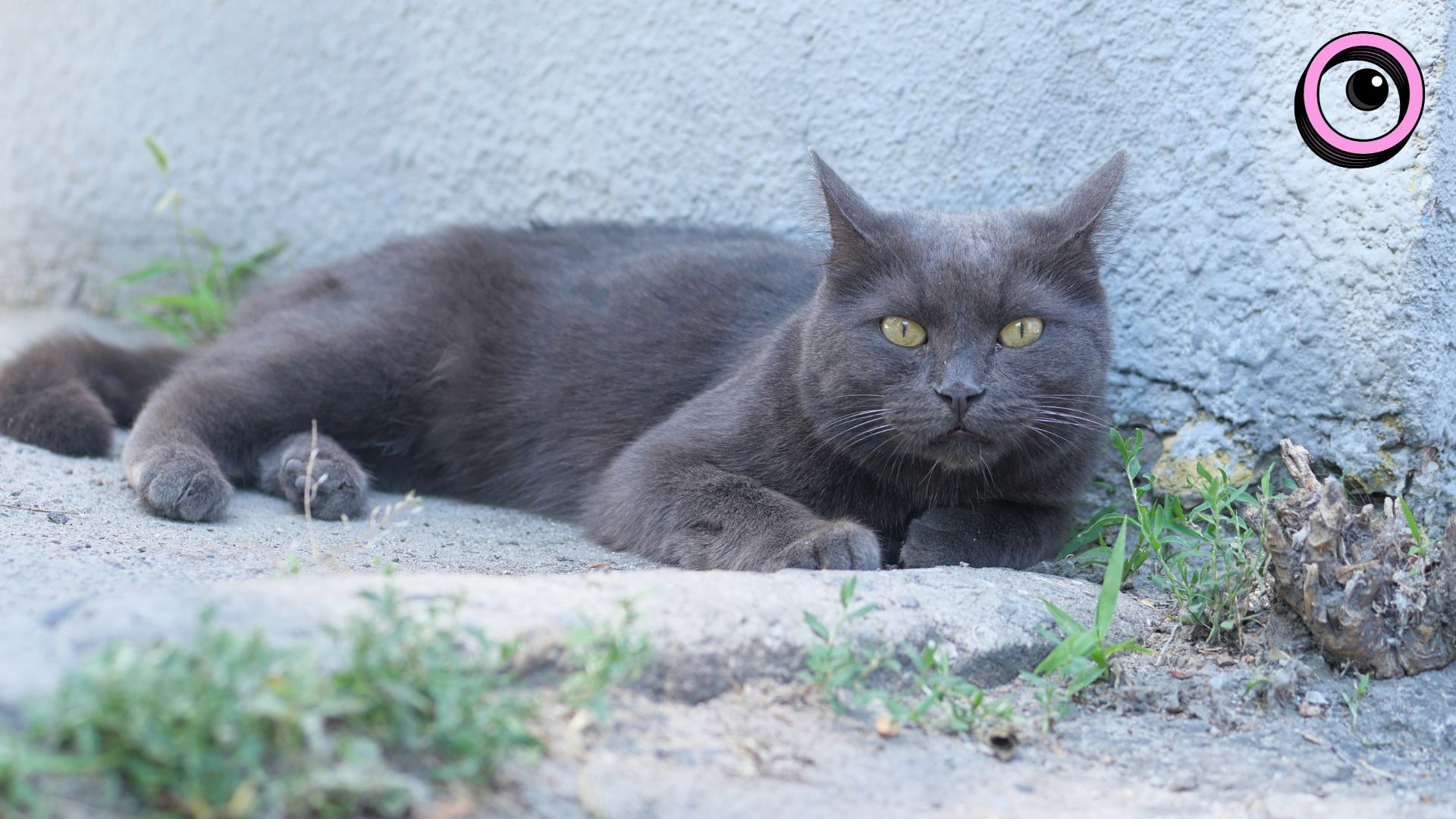Муркотливі талісмани міста: історії запорізьких котиків